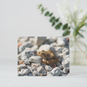 ブランチャードクリケットカエル ポストカード (スタンド正面)