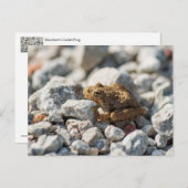 ブランチャードクリケットカエル ポストカード (正面/裏面)