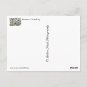 ブランチャードクリケットカエル ポストカード (裏面)