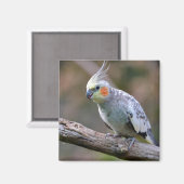 ブランチ葉書Tに止まっているコクチエルbudgerigar マグネット (正面/裏面)