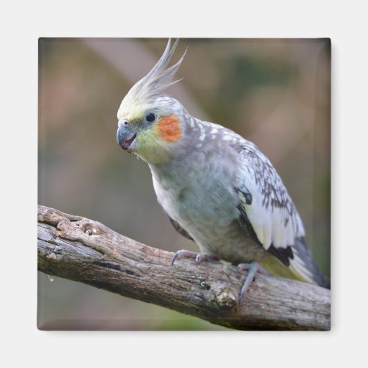 ブランチ葉書Tに止まっているコクチエルbudgerigar マグネット (正面)