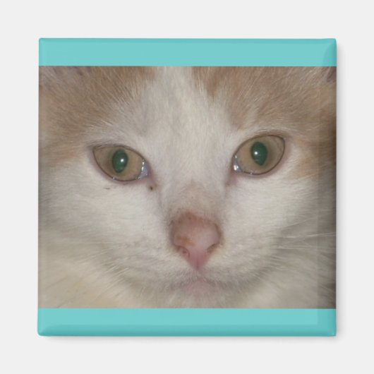 ブランディス・ベージュn白子猫 マグネット (正面)