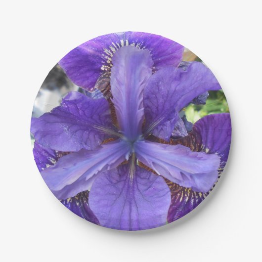 ブランディス ペーパープレート (正面)