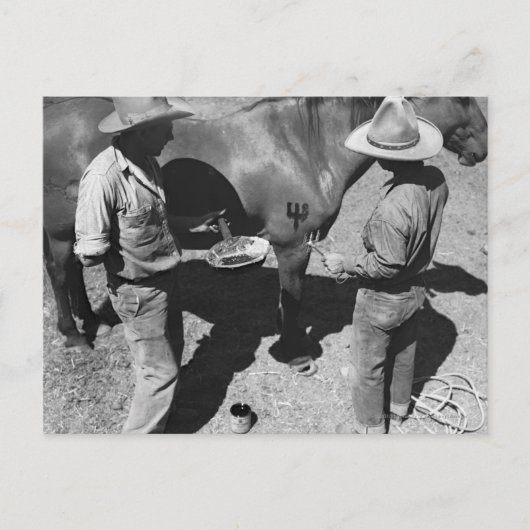 ブランディングウマとピッツフォークブランド ポストカード (正面)