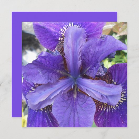 ブランデイ (正面/裏面)