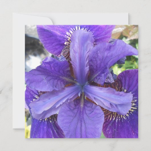 ブランデイ (正面)