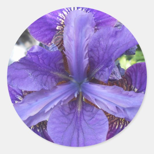 ブランデイ ラウンドシール (正面)