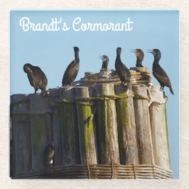 ブラント朝 ガラスコースター