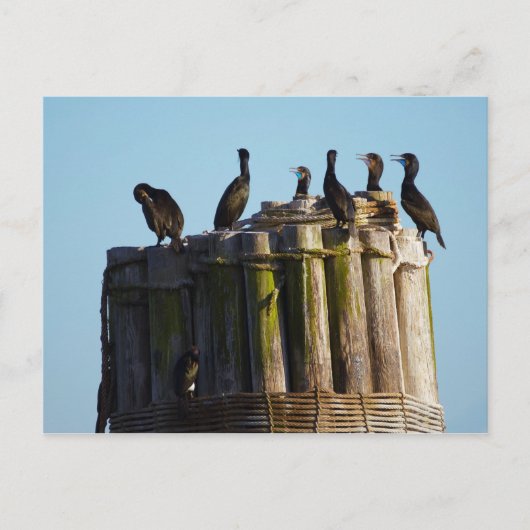 ブラント朝 ポストカード (正面)