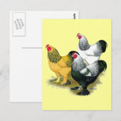 ブラーマススリーロスター ポストカード (正面/裏面)