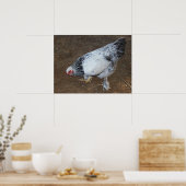 ブラーマチキン ポスター (キッチン)