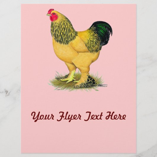 ブラーマ：バフ・ルースター チラシ (正面)