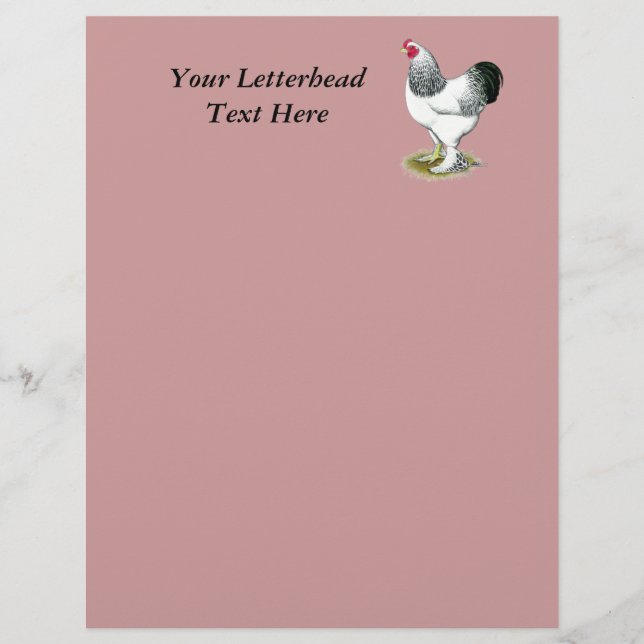 ブラーマ：軽鶏 (正面)