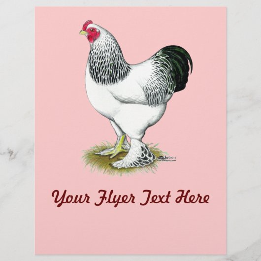 ブラーマ：軽鶏 チラシ (正面)