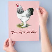 ブラーマ：軽鶏 チラシ (手)