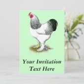 ブラーマ：軽鶏 招待状 (スタンド正面)