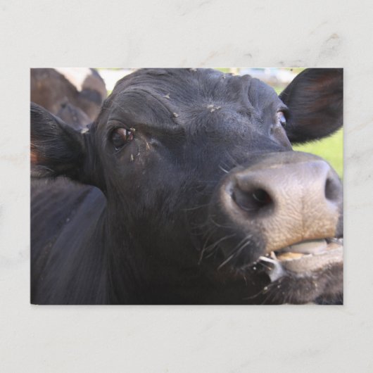 ブラー ポストカード (正面)