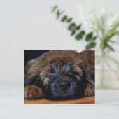 ブリアードの子犬 ポストカード (スタンド正面)