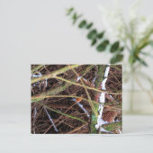 ブリザードCB ポストカード (スタンド正面)