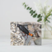 ブリスタービートル ポストカード (スタンド正面)