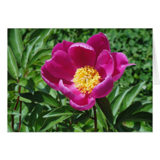 ブリストルの開花