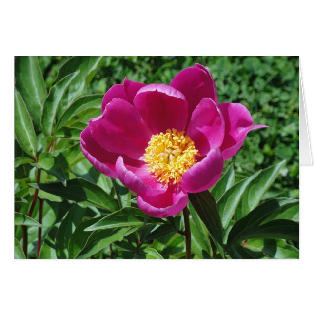 ブリストルの開花 (正面横)