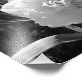 ブリスフルブラックアンドホワイトダッフォディル フォトプリント            (角)