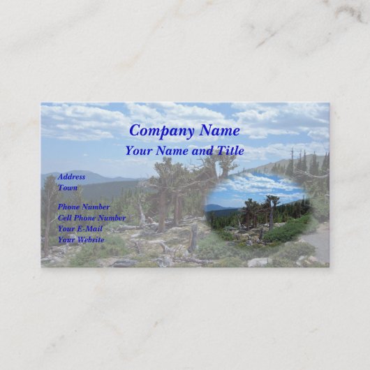 ブリスルコーンパイン 名刺 (正面)