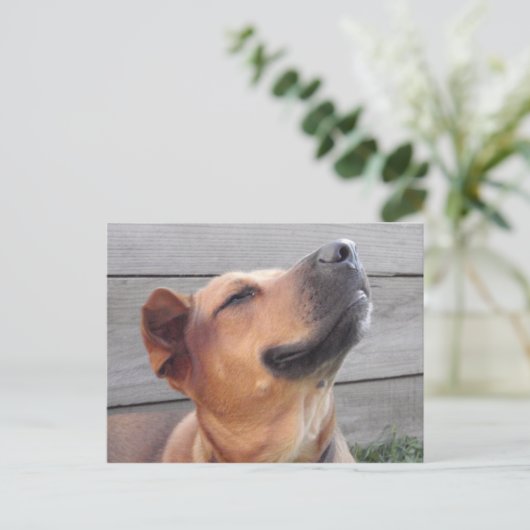 ブリス ポストカード (スタンド正面)