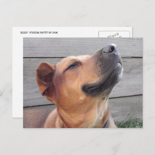 ブリス ポストカード (正面/裏面)