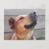 ブリス ポストカード (正面)