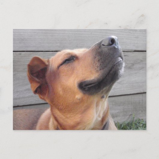 ブリス ポストカード (正面)