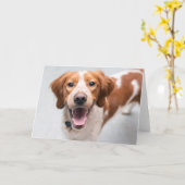 ブリタニフランスのースパニエル犬グリーティングカード カード (黄色い花)