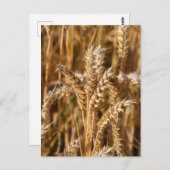 ブリタニーの大麦畑 ポストカード (正面/裏面)
