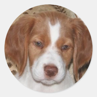 ブリタニーの子犬 ラウンドシール