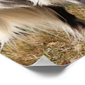 ブリタニースパニエル犬ドッグポスター ポスター (角)