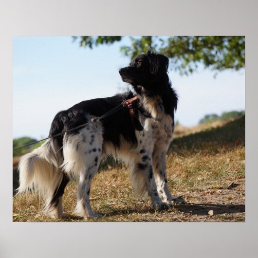 ブリタニースパニエル犬ドッグポスター ポスター (正面)