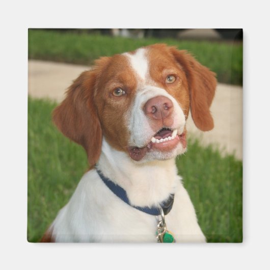 ブリタニー磁石 マグネット (正面)