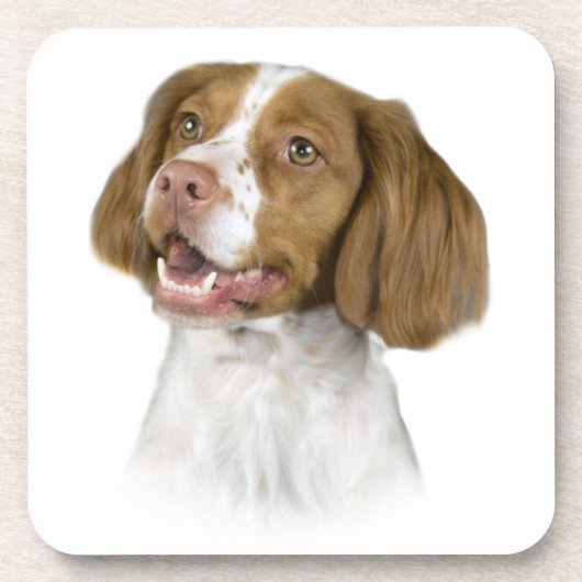 ブリタニー・コースター コースター (正面)