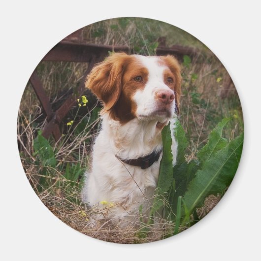 ブリタニー マグネット (正面)