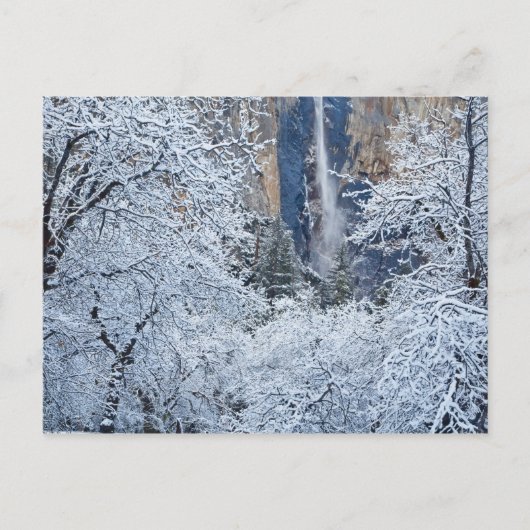 ブリダルベイルの下の木々の新しい降雪 ポストカード (正面)