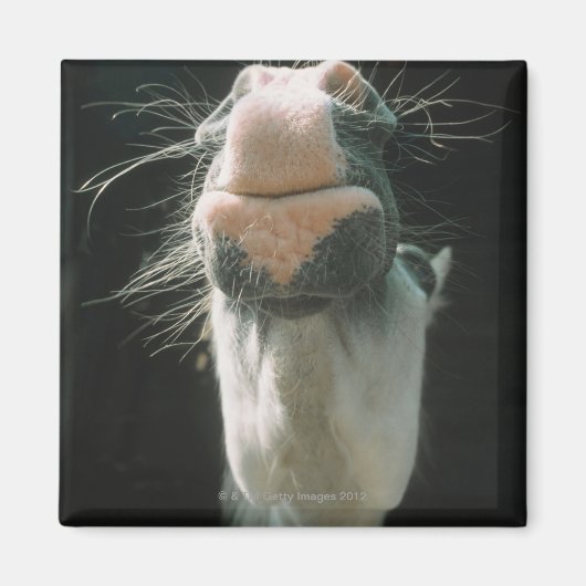 ブリチ素晴らしアン マグネット (正面)