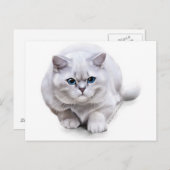 ブリッсシュ・ショートヘア ポストカード (正面/裏面)