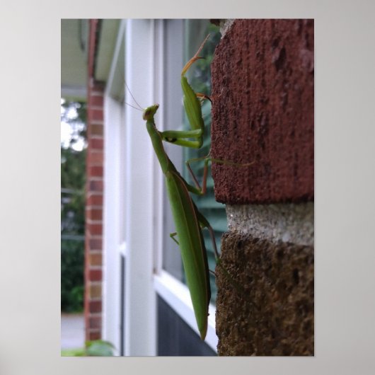 ブリック祈ウォールのマンティス ポスター (正面)