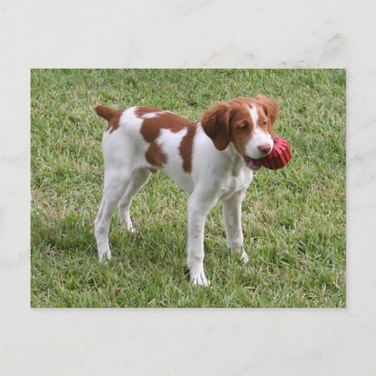 ブリッタニーの子犬の"錆ついた"郵便はがき ポストカード (正面)