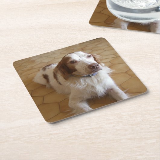 ブリッタニースパニエル犬の置くこと スクエアペーパーコースター (アングル)
