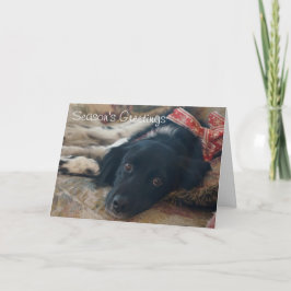 ブリッタニー犬の休日のNotecardのカスタマイズ可能なクリスマス シーズンカード
