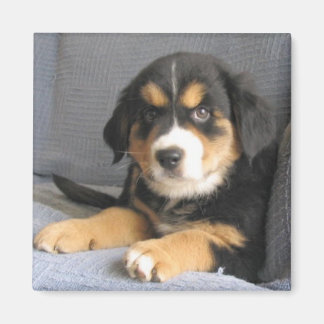 ブリッツェン マグネット