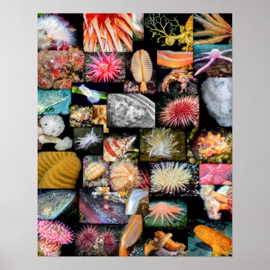 ブリティッシュコロンビア州の海洋生物コラージュ ポスター (正面)