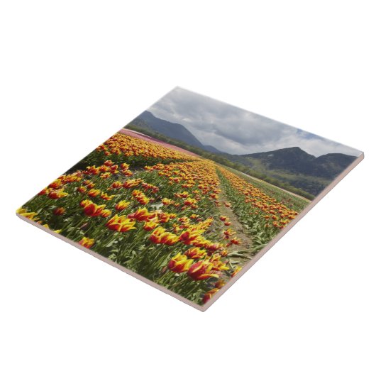 ブリティッシュコロンビア州アガシス近くのチューリップファーム タイル (側面)